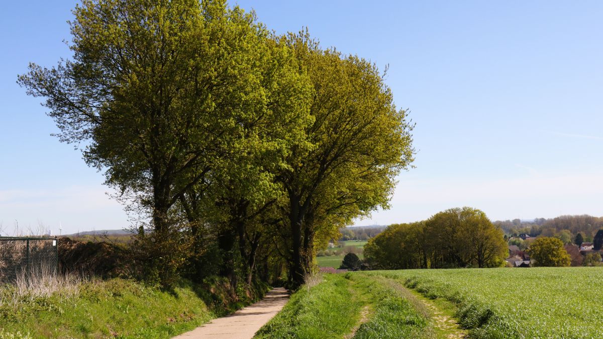 Hohlweg bei Schaephuysen