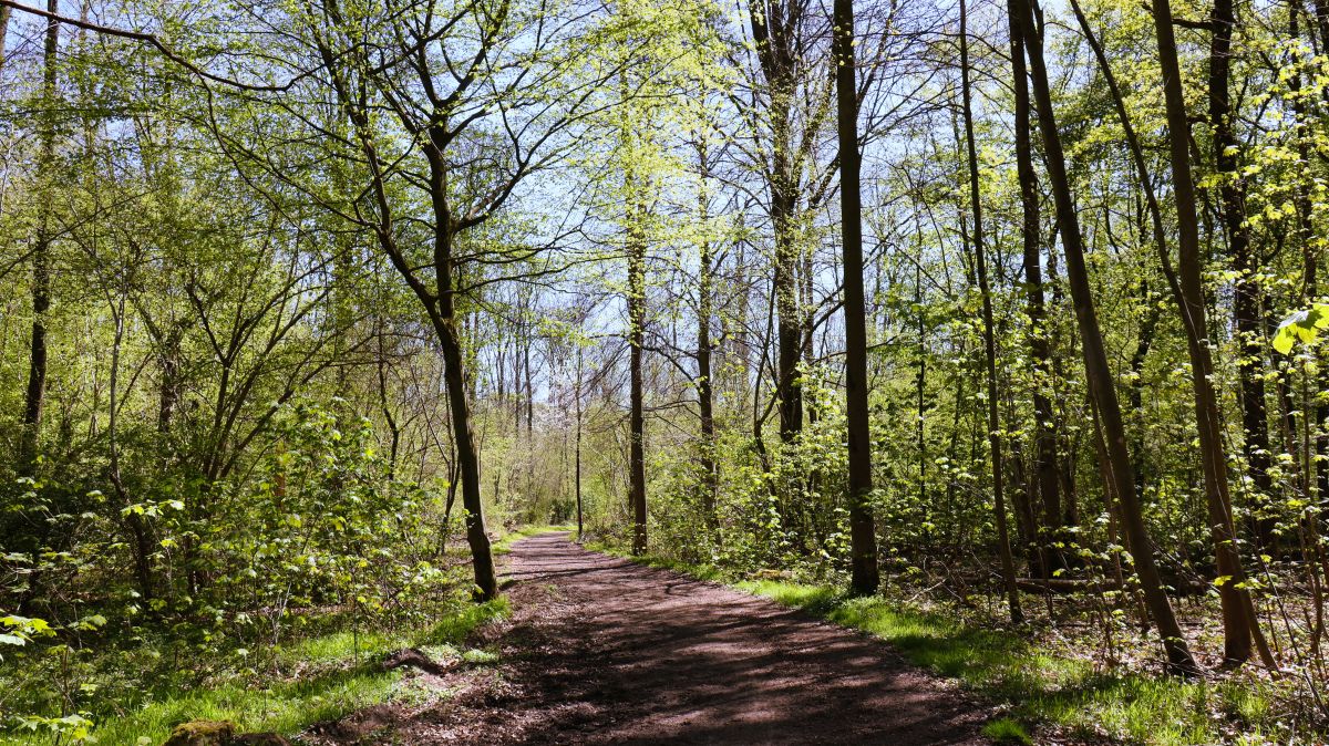 Im Staatsforst Rheurdt