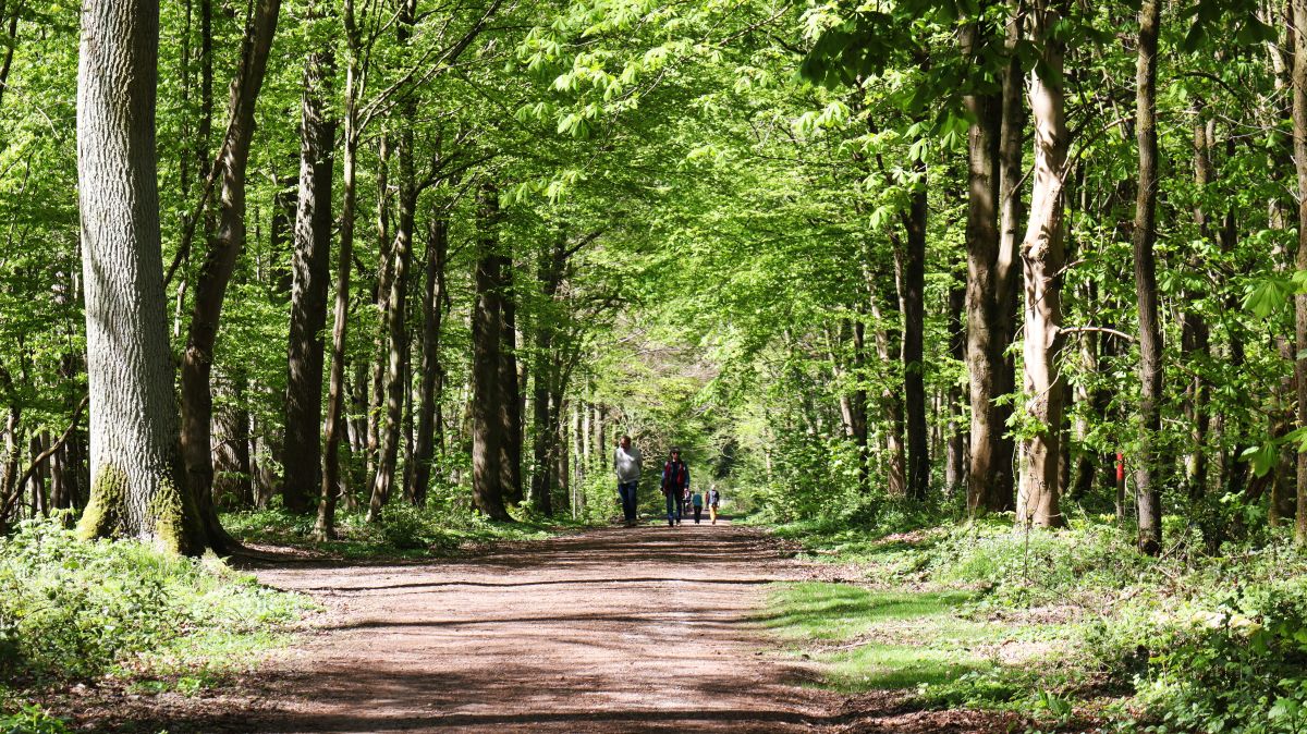 Wanderweg im Staatsforst Rheurdt