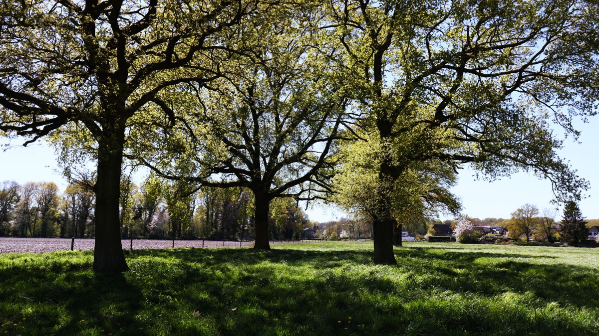 Im Feld bei Rheurdt