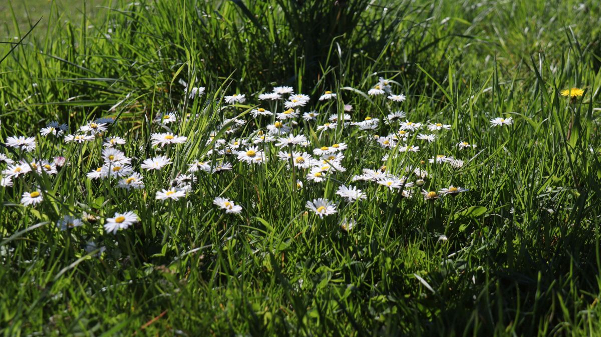 Margeritten am Wegesrand