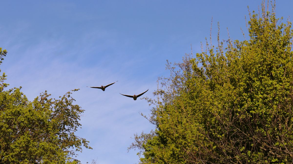 Graugänse am Nierssee