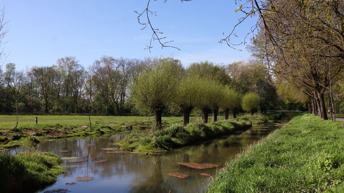 Weiden an der Cloer am Niersweg