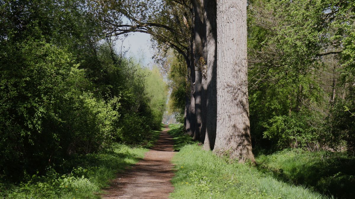 Pappelallee am kleinen Nierssee