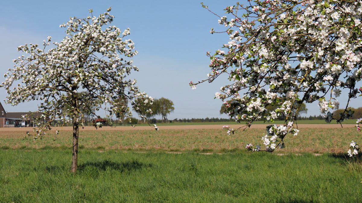 Obstbaumwiese bei Waldfeucht-Haaren