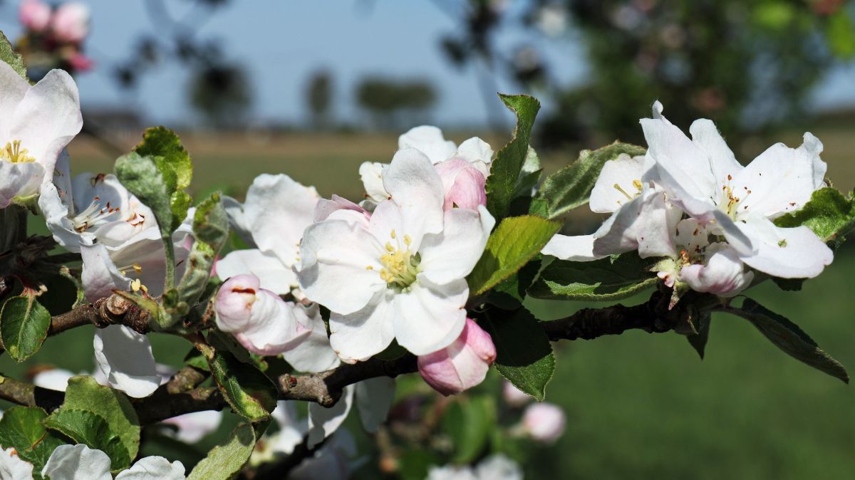 Obstblüte