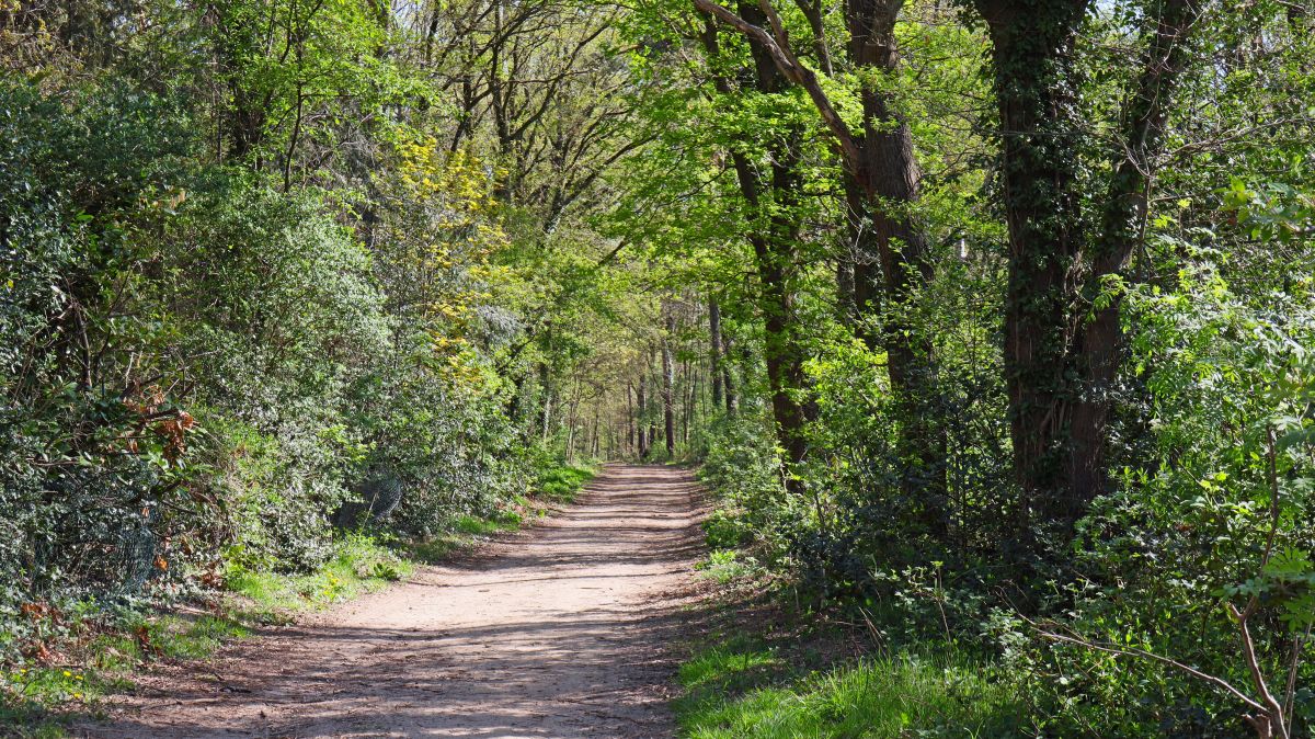 Im Wald zwischen Haaren und Echterboschbaan