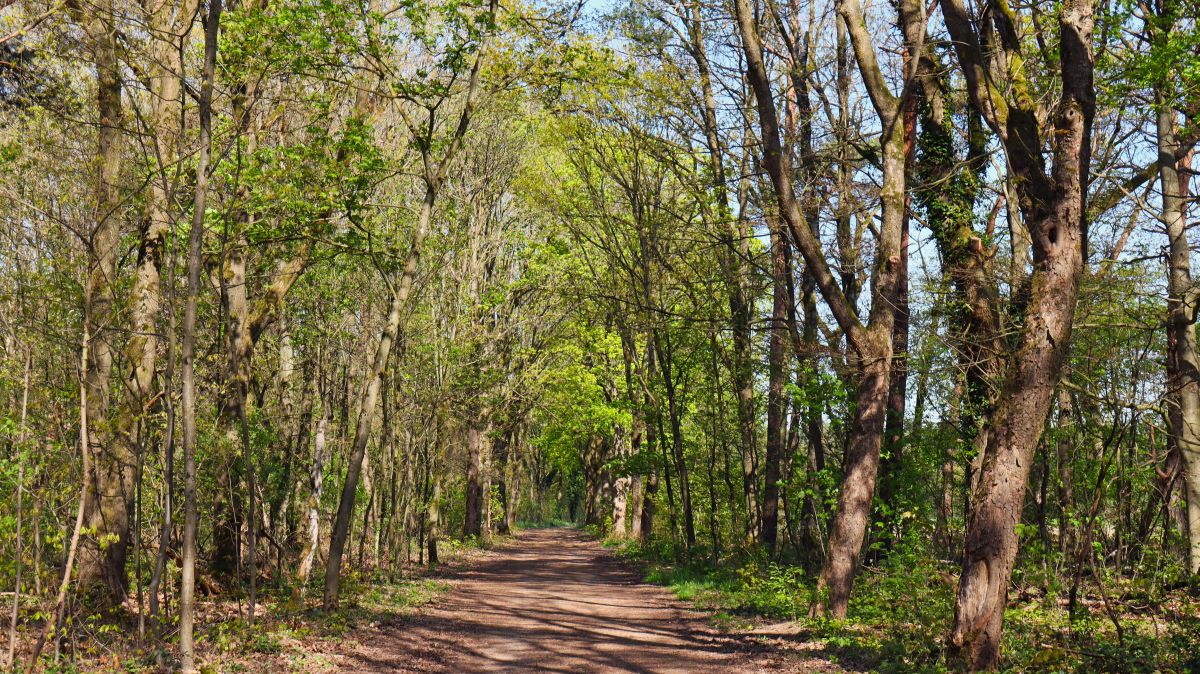 Im Wald zwischen Haaren und Echterboschbaan