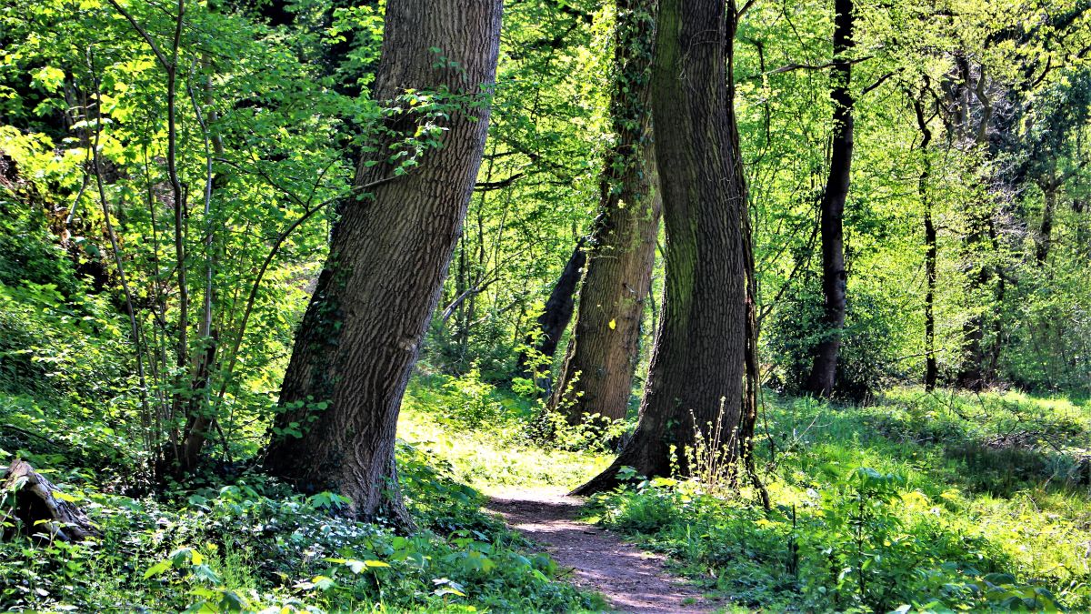 Pfad am Krebsbach