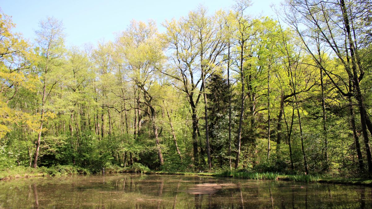 Angelteich am Wasserturm Arsbeck