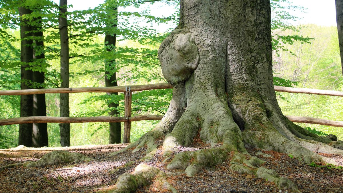 Knorrige Buche auf dem Aldeberg