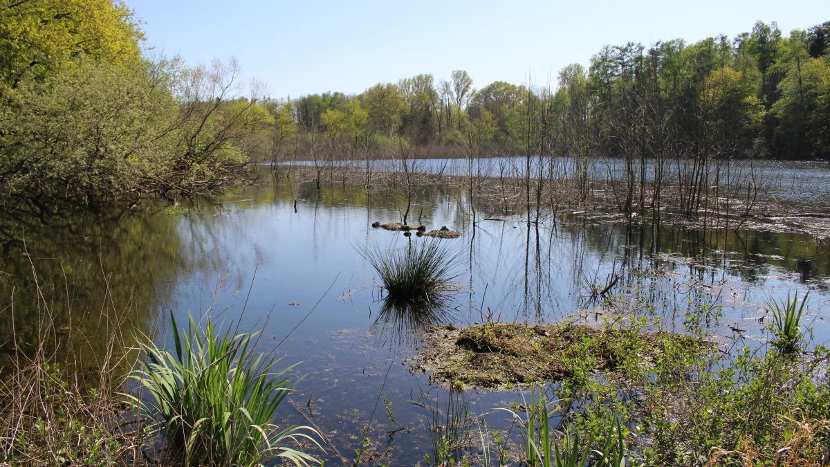 Raky-Weiher