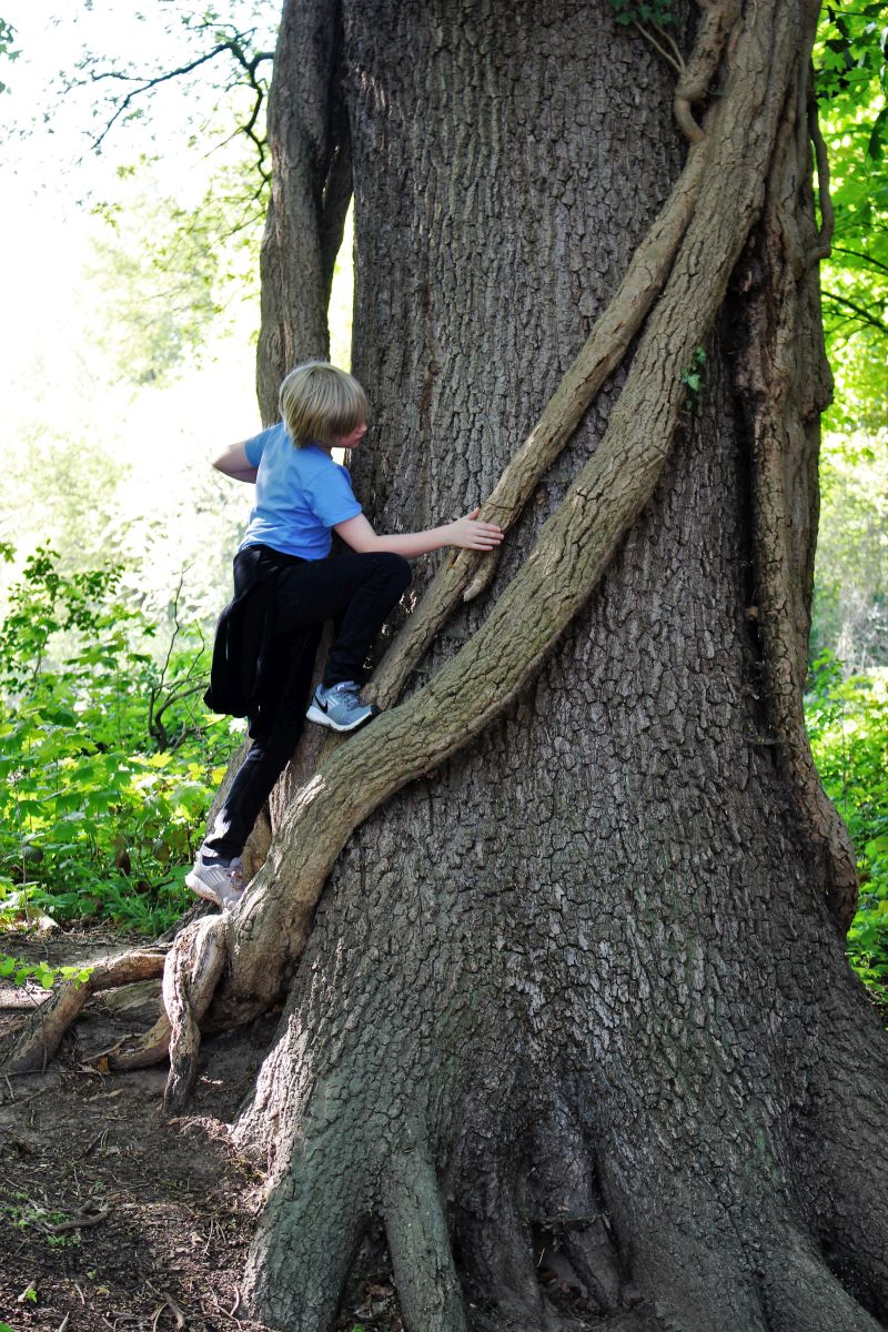 Baum an der Rödgenermühle