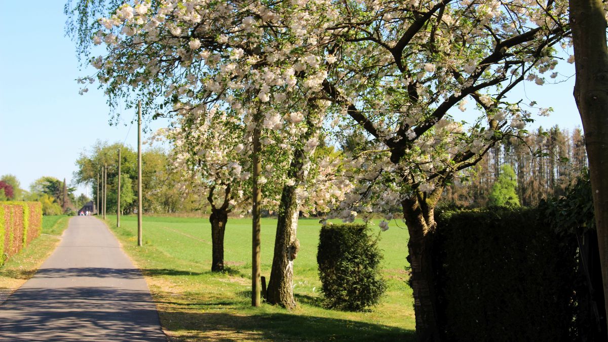 Auf dem Burghofweg