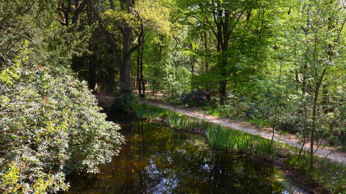 Weiher im Rhododendronpark