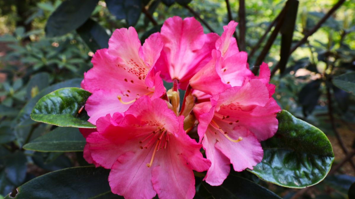 Im Rhododendronpark