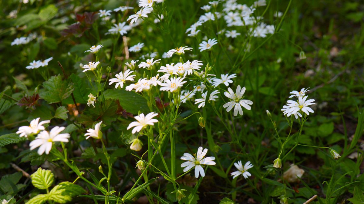 Wildblumen