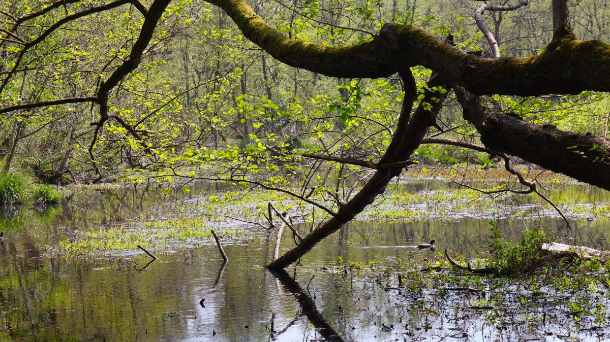 Mühlenweiher