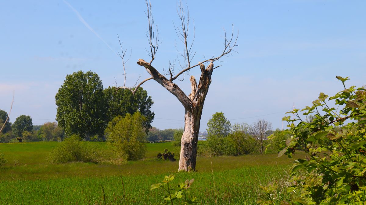 Abgestorbener Baum in den Rheinwiesen