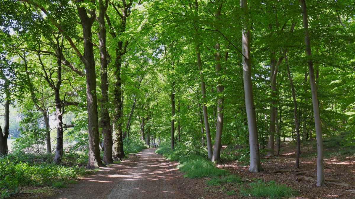 Im Wald an der Niers