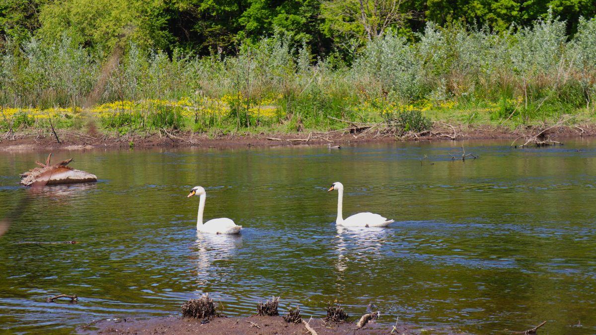 Schwäne auf der Niers