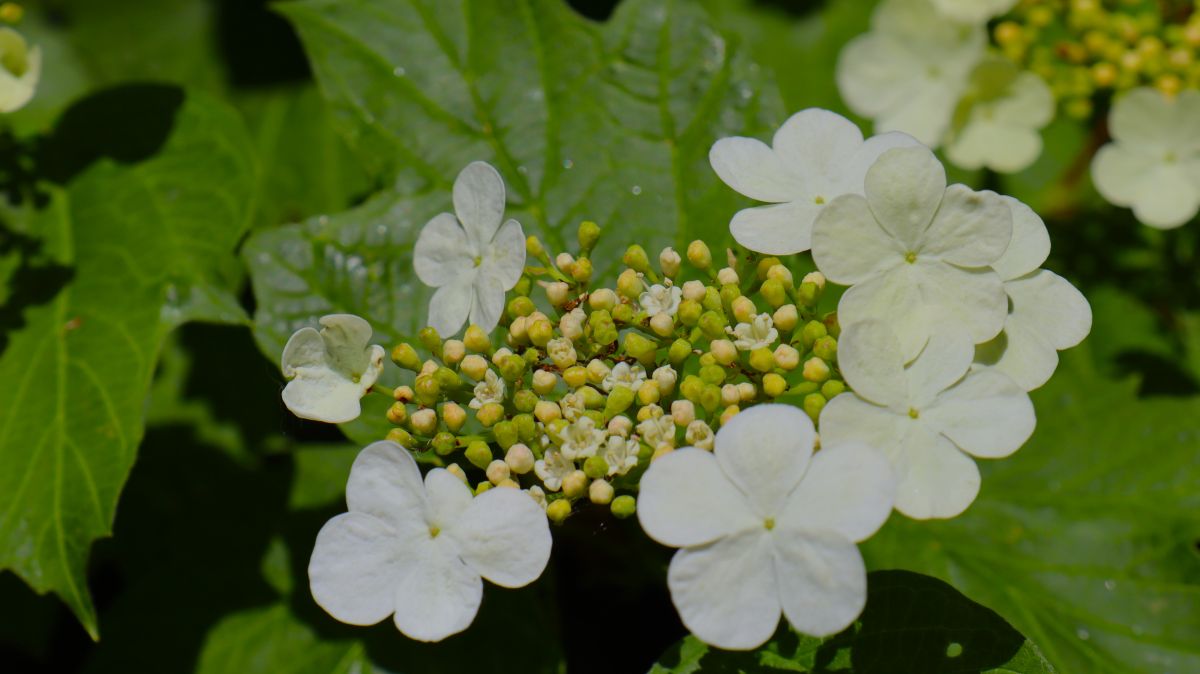 Blüten am Wegesrand