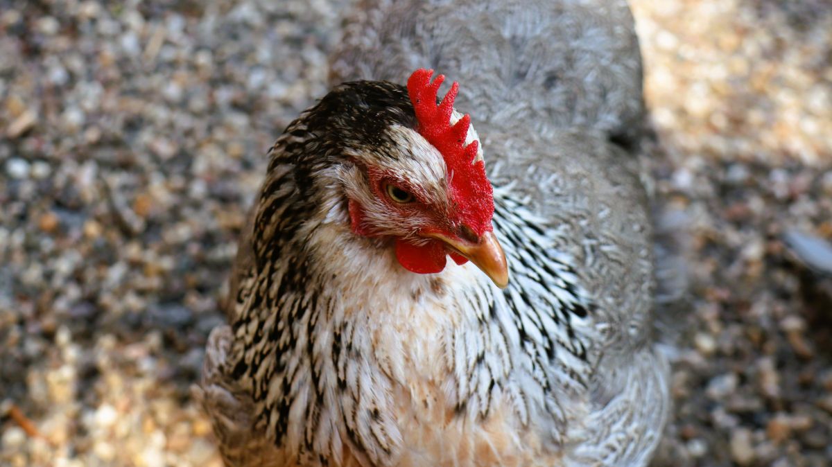 Huhn im Klosterhof