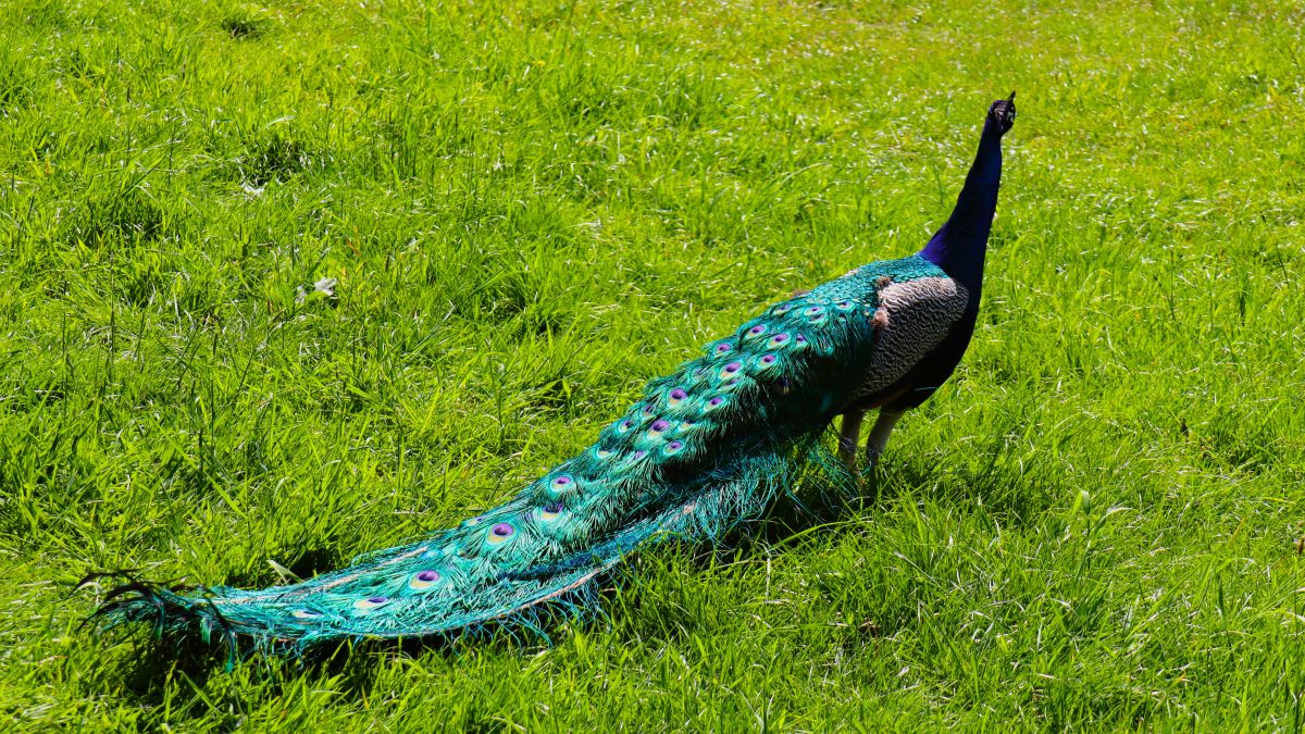 Pfau im Klosterhof