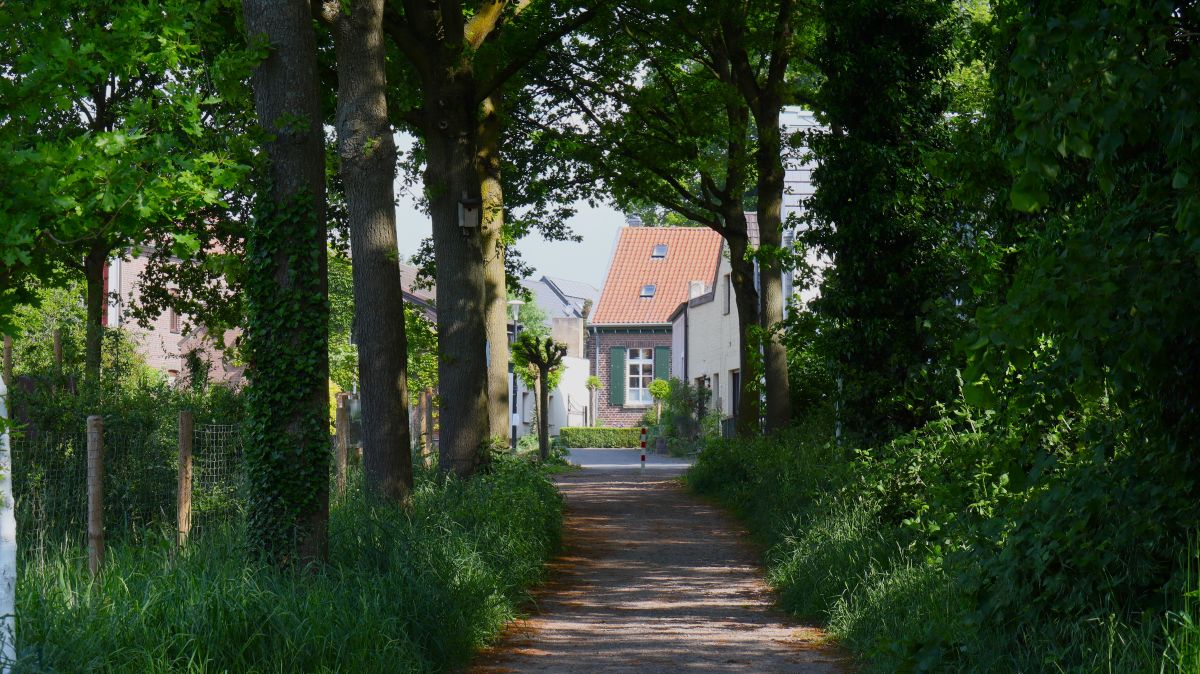 Allee an der Kirche in Born