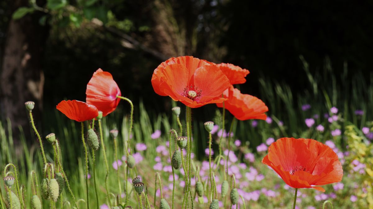 Mohn