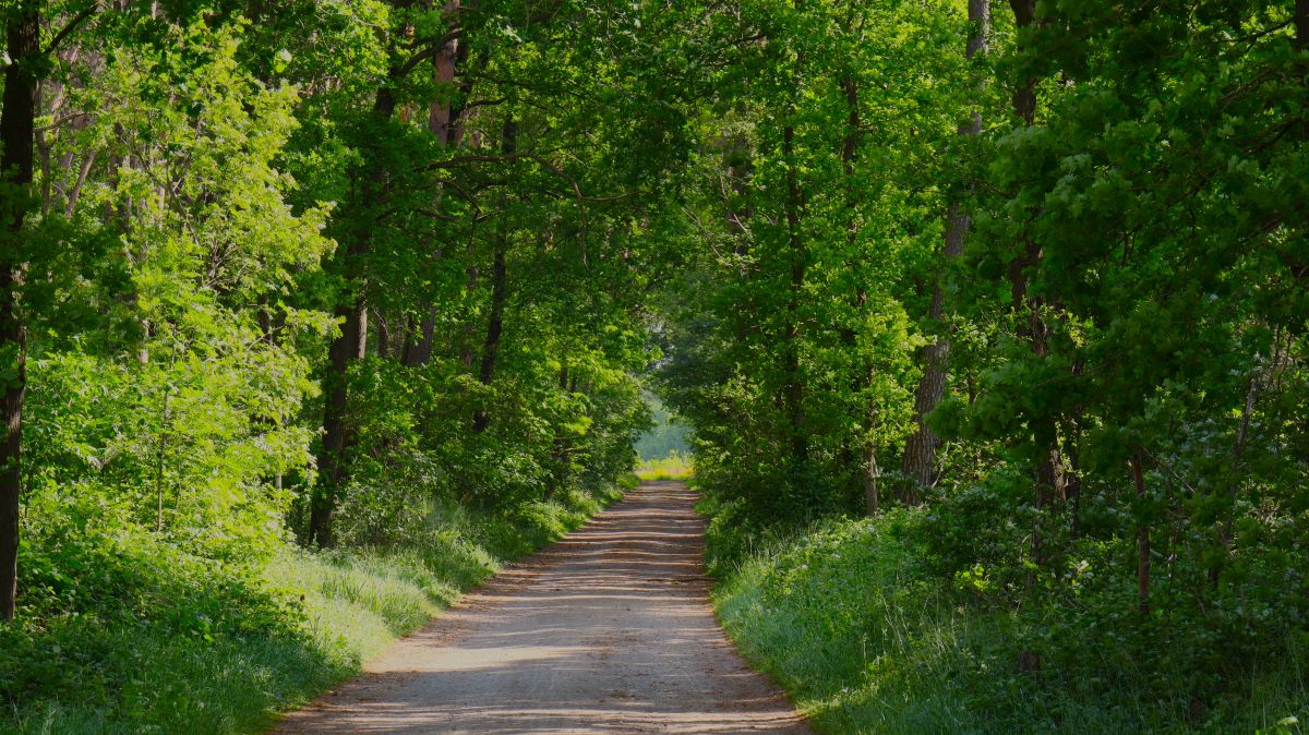 Im Wald