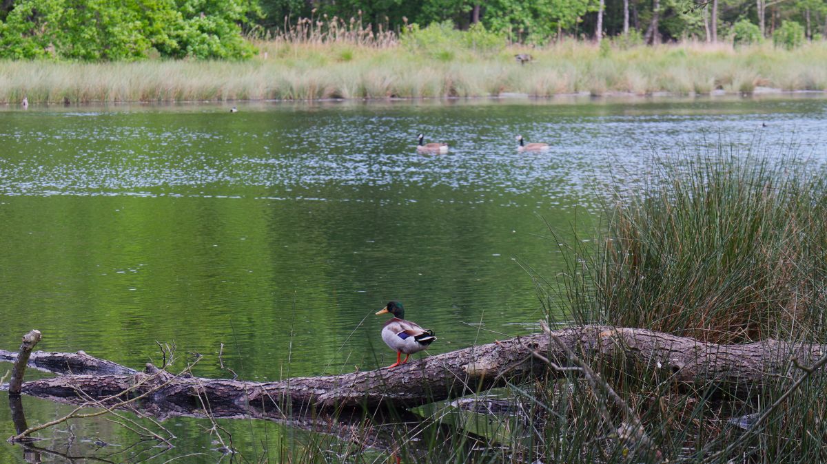 Pferdeweiher