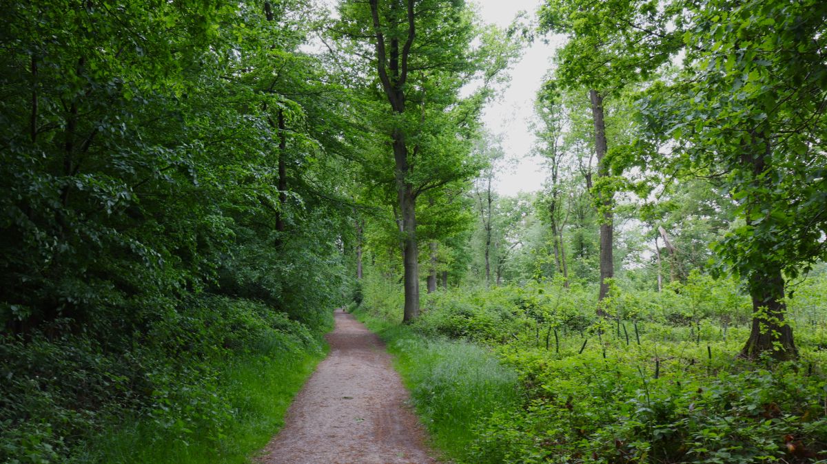 Waldweg im NSG Tantelbruch