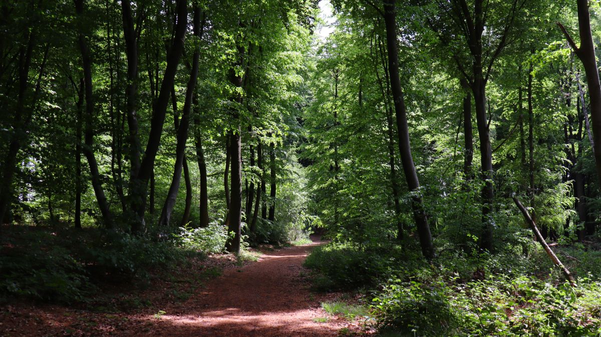 Waldweg im NSG Tantelbruch