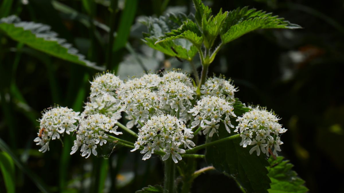 Blüten am Wegesrand