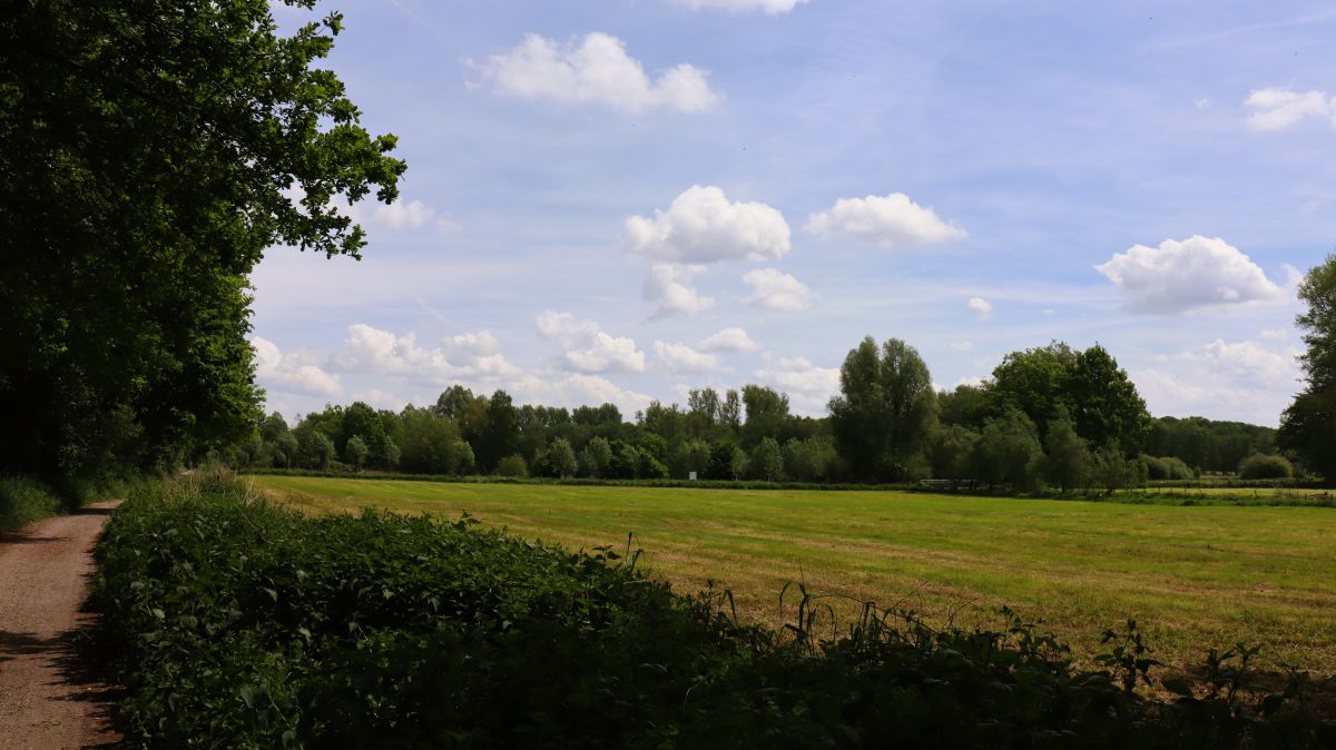 Wiesen bei Born