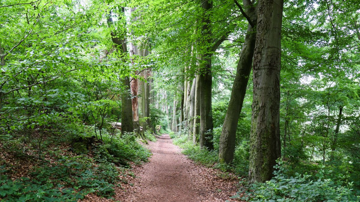 Im Doverenerbusch