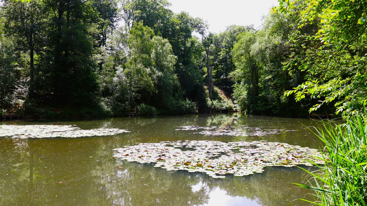 Seerosen auf dem See im Doverener Bruch