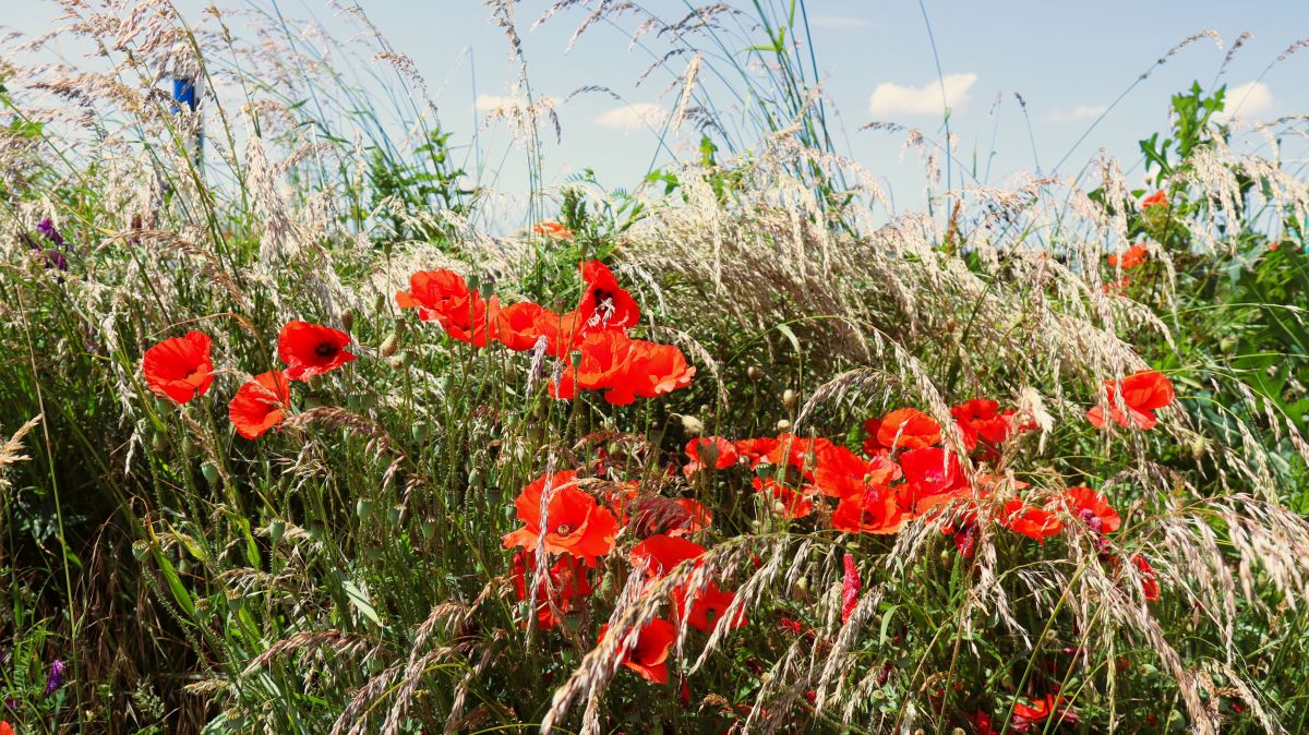 Mohn am Wegesrand