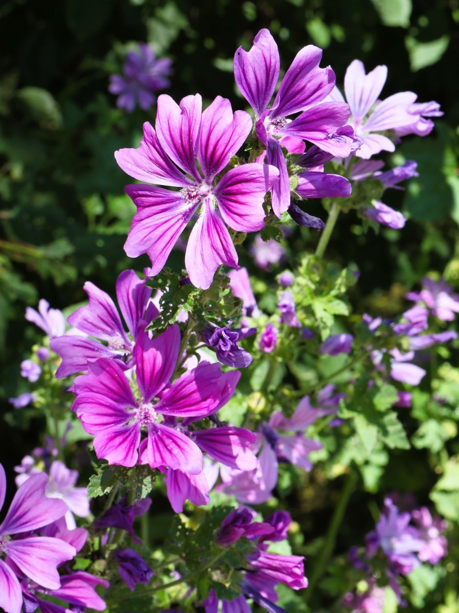 Blumen am Wegesrand