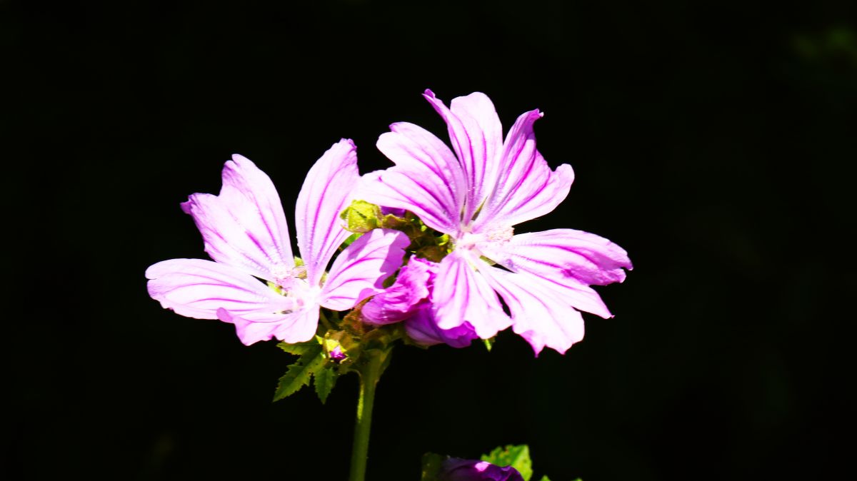 Blumen am Wegesrand