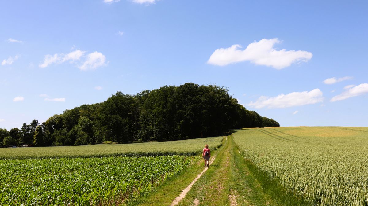 Feldweg zum Blauen Wald