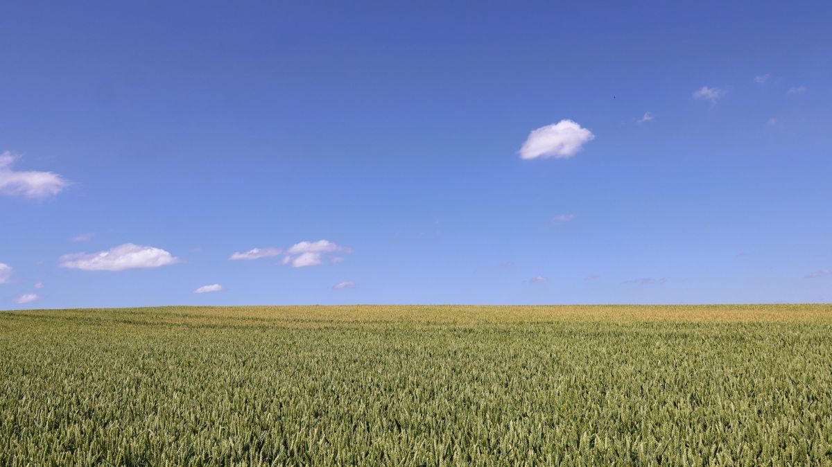 Weizenfelder und blauer Himmel