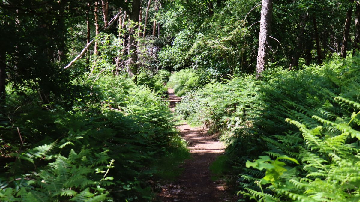 Im Blauen Wald