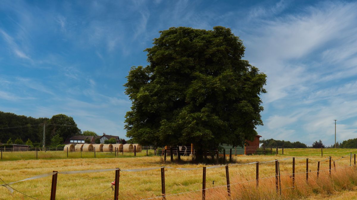 Wiesen in Schwaam