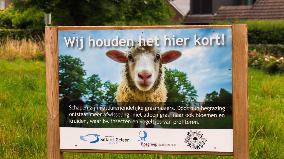 Schapen zijn natuurvriendelijke grassmaaiers