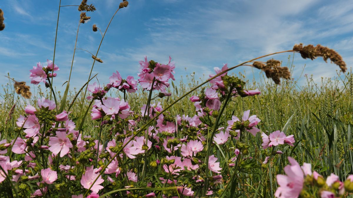 Wildblumen am Wegesrand