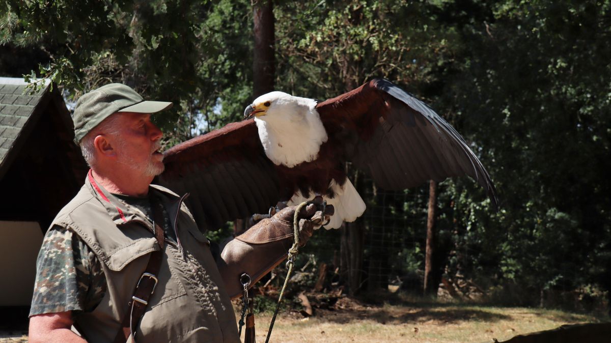 Falkner mit Schreiseeadler