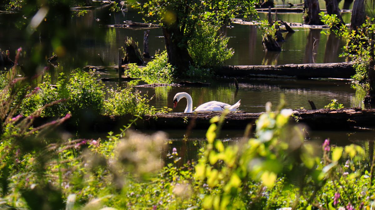 Schwan im Schwalmbruch