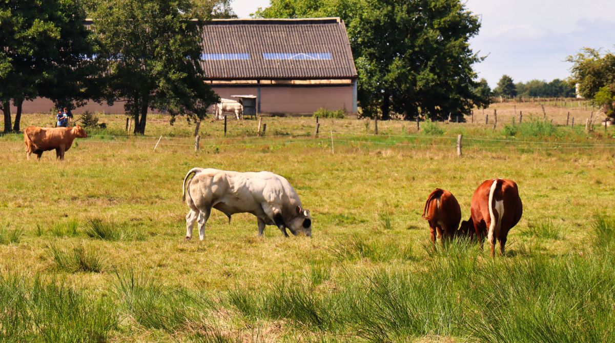 Viehweide bei Laar